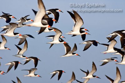 Black Skimmer