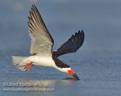 Black Skimmer