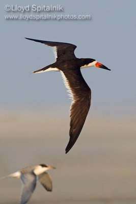 Black Skimmer