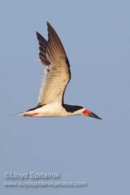 Black Skimmer