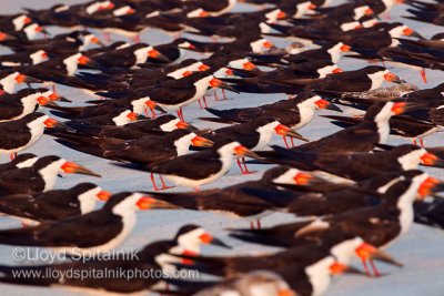 Black Skimmer