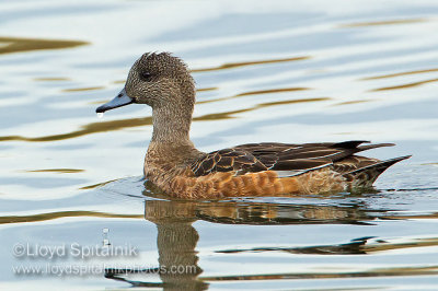 American Wigeon (female)