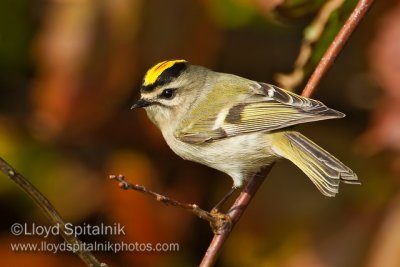 Golden-crowned Kinglet