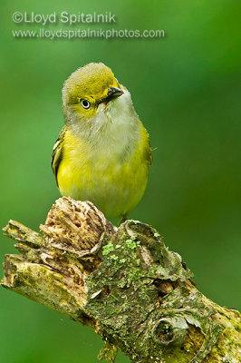 White-eyed Vireo