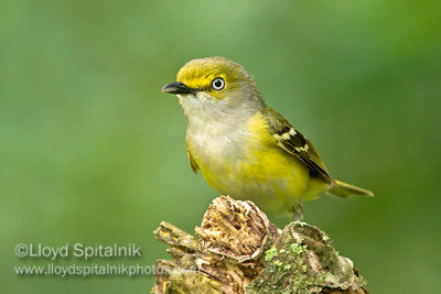 White-eyed Vireo