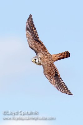 American Kestrel