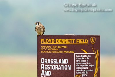 American Kestrel