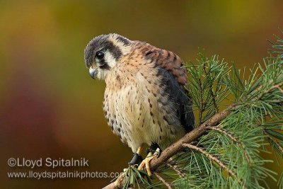 American Kestrel