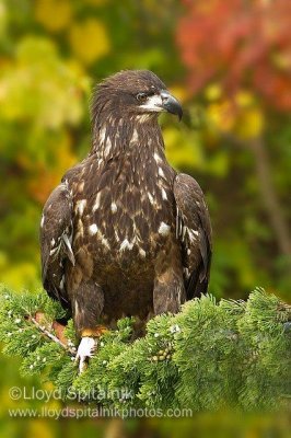 Bald Eagle