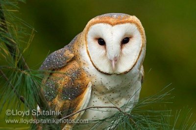 Barn Owl