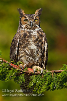 Great-horned Owl