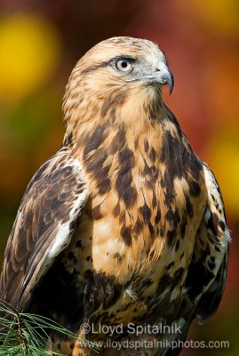 Rough-legged Hawk