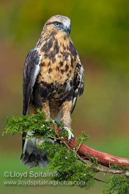 Rough-legged Hawk