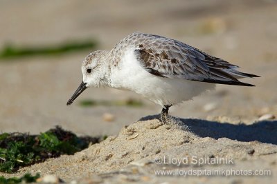 Sanderling