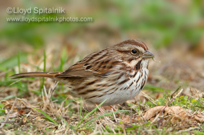 Song Sparrow