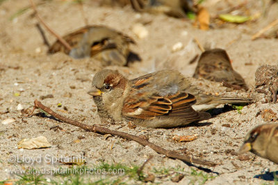 House Sparrow