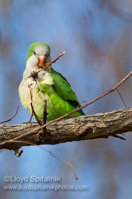 Monk Parakeet