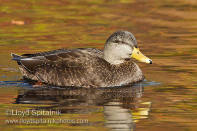 American Black Duck
