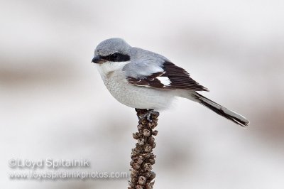 Loggerhead Shrike