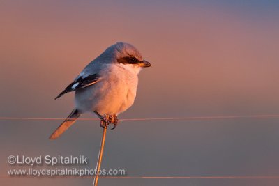 Loggerhead Shrike