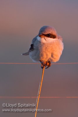 Loggerhead Shrike