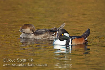 Hooded Merganser