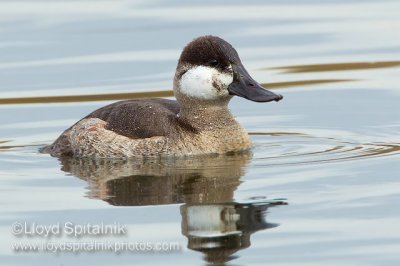 Ruddy Duck (male)