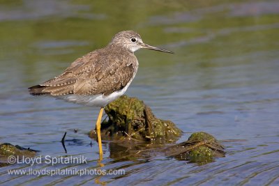 Greater Yellowlegs