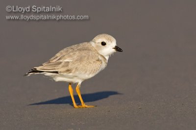 Piping Plover (juvenile)