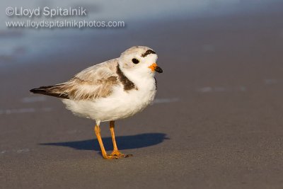 Piping Plover