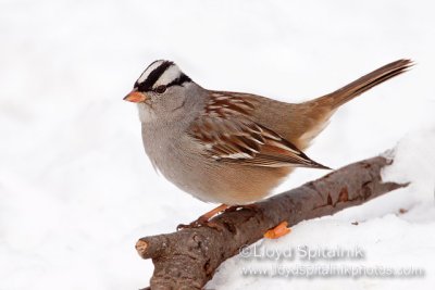 White-crowned Sparrow