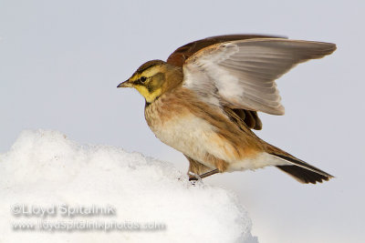 Horned Lark