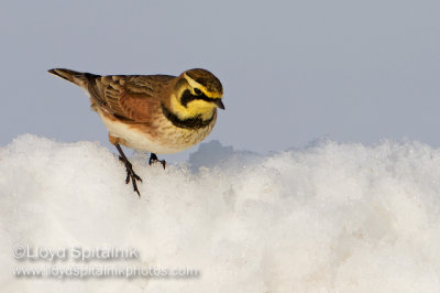 Horned Lark