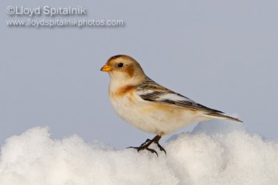 Snow Bunting