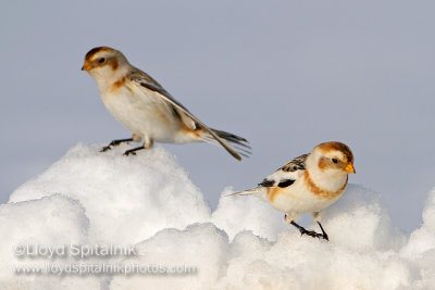 Snow Bunting