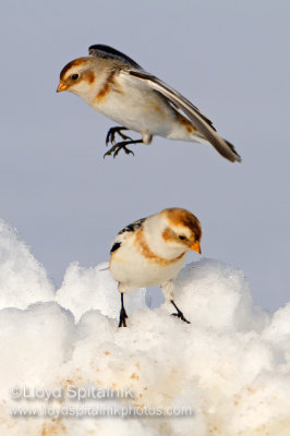 Snow Bunting