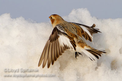 Snow Bunting