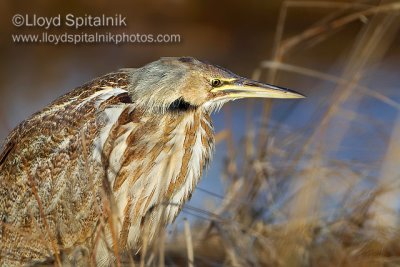 American Bittern