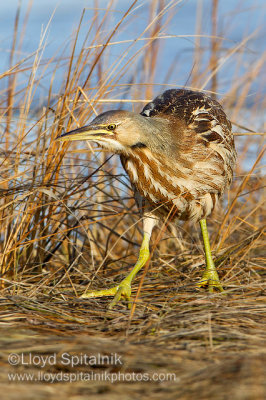 American Bittern