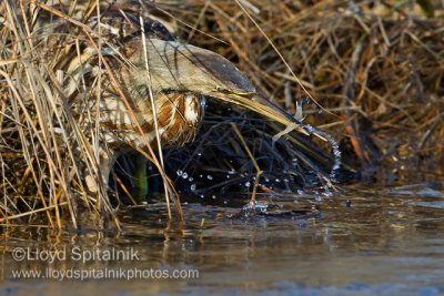 American Bittern