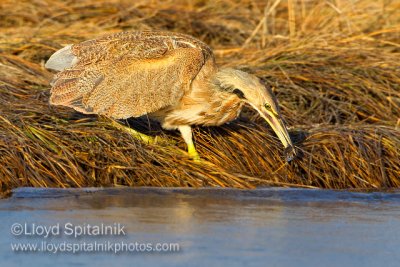 American Bittern