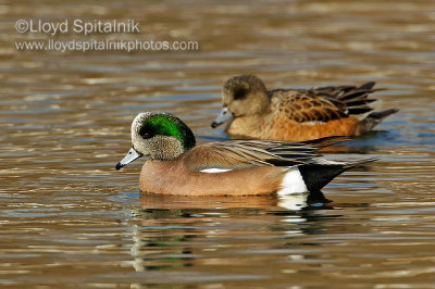 American Wigeon