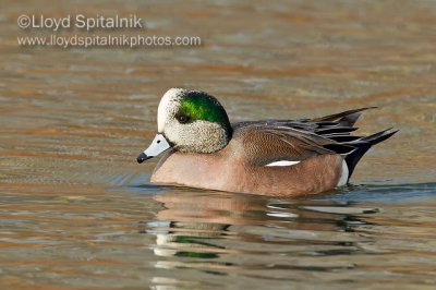 American Wigeon