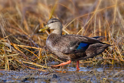 American Black Duck
