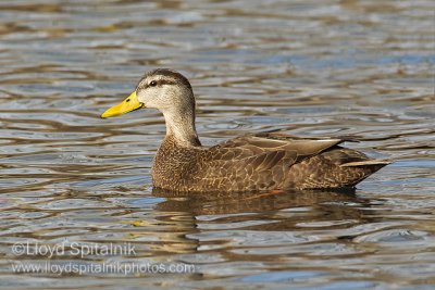American Black Duck
