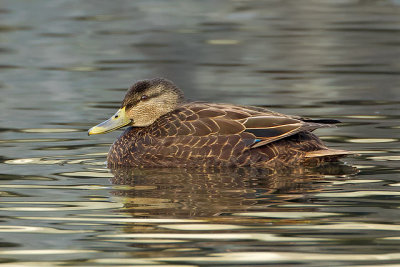 American Black Duck