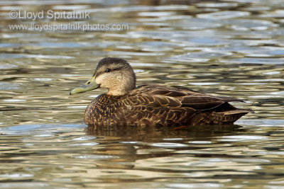 American Black Duck (female)