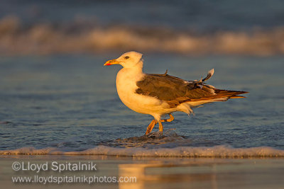 Lesser Black-backed Gull