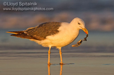 Lesser Black-backed Gull