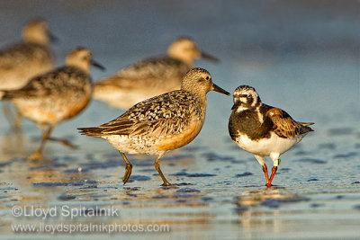 Red Knot with Ruddy Turnstone